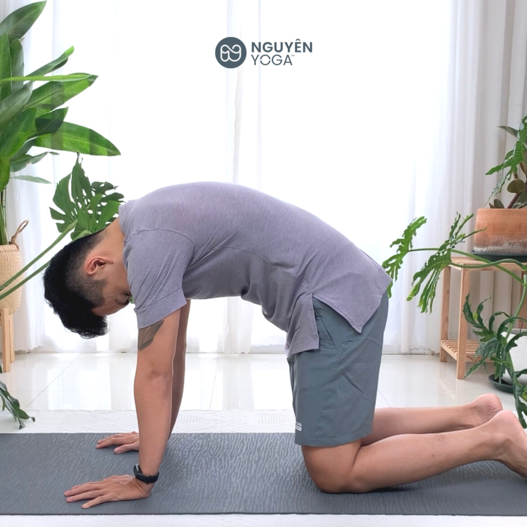 Động tác Bò Yoga (Cow Pose) giúp tăng độ linh hoạt cho lưng