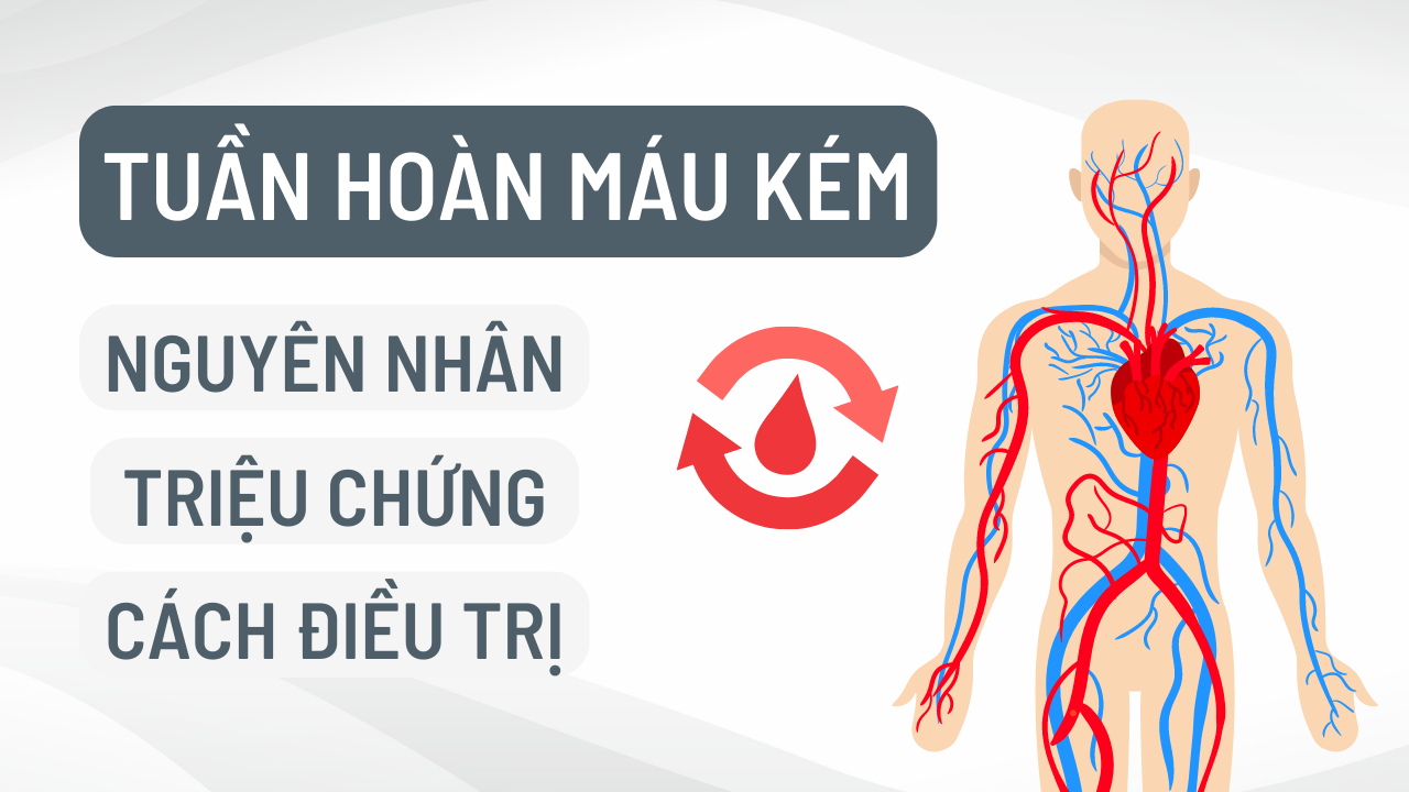 Tuần Hoàn Máu Là Gì? Cách Cải Thiện Tuần Hoàn Máu Kém - Nguyên Yoga